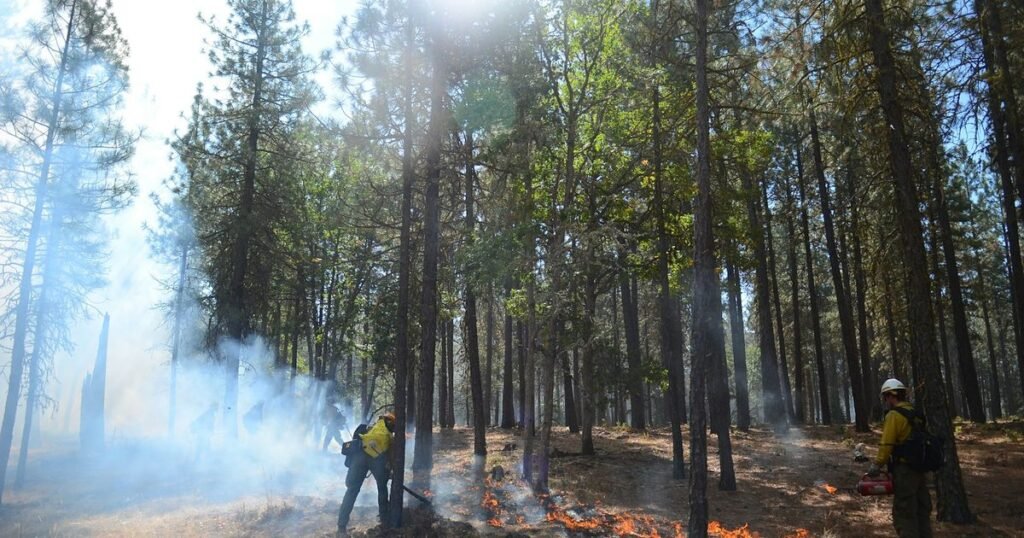 Brigadistas florestais em ação de combate a incêndio em meio a fumaça na floresta