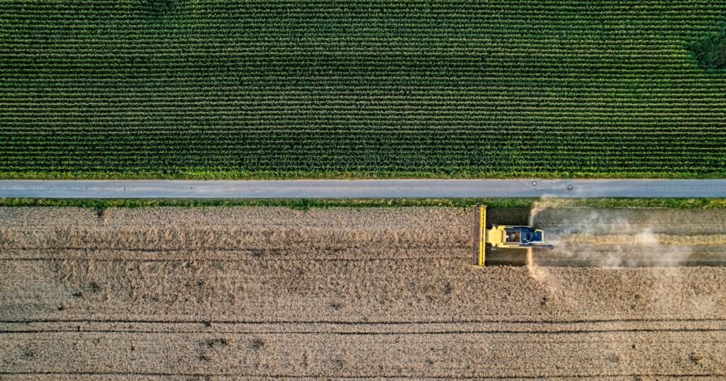 Vista aérea de colheitadeira em operação na lavoura, avançando sobre o talhão dourado ao lado do milho verde, retrato da safra que move a gestão do agronegócio