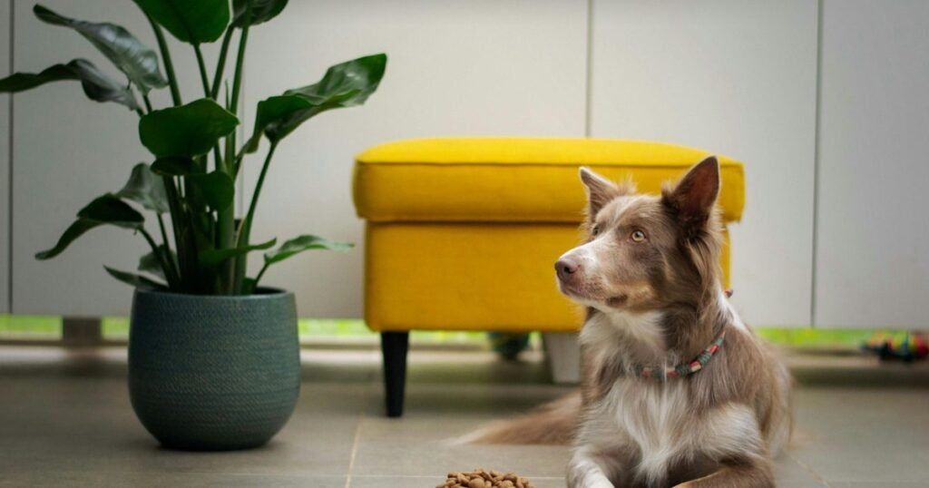 Cão deitado ao lado de uma tigela com ração balanceada em ambiente doméstico
