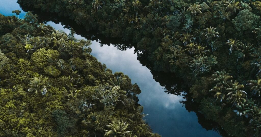 Vista aérea da floresta amazônica com rio, representando conservação e ecologia no Brasil